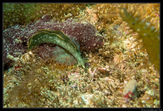 Cebu / Philippines 2018