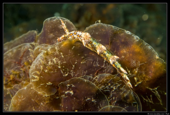 Cebu / Philippines 2018