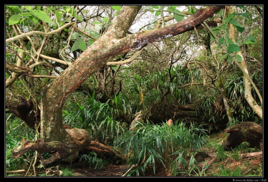 La Reunion