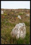 Ecosse 2014