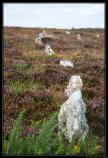 Ecosse 2014