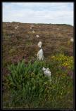 Ecosse 2014
