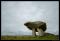 b070912 - 2096 - Kilclooney dolmen