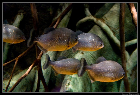 b070916 - 3184 - Dingle Aquarium