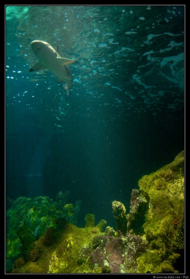 b070916 - 3213 - Dingle Aquarium