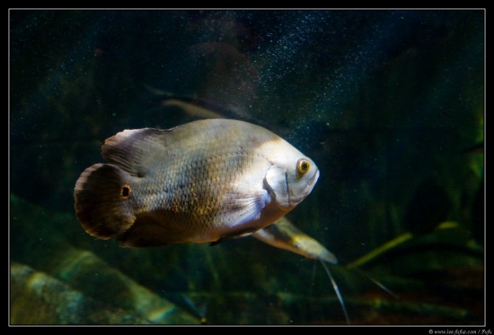 b070916 - 3178 - Dingle Aquarium