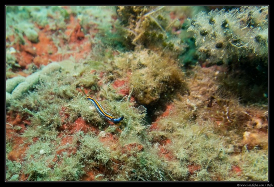 Sud de la France (08/2021)